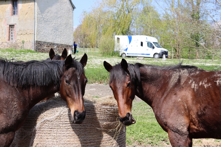 La importancia de limpiar correctamente su furgoneta para caballos THEAULT